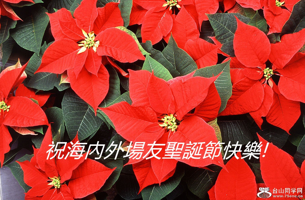 1024px-Poinsettia_2_.jpg