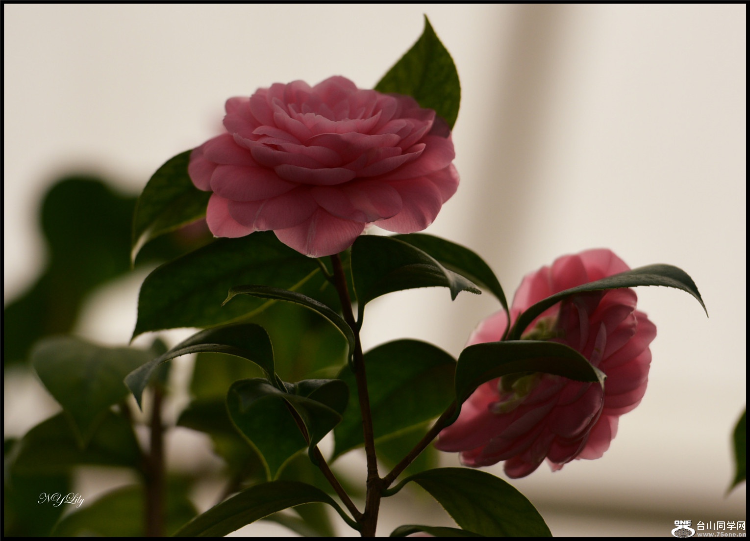 DSC_2291a.jpg