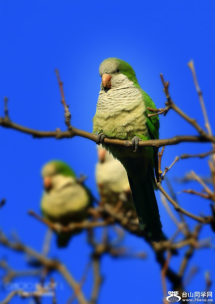 bird.jpg