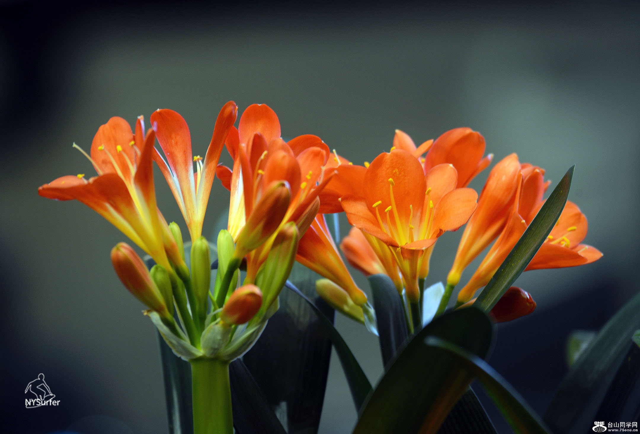 DSC_21177.jpg