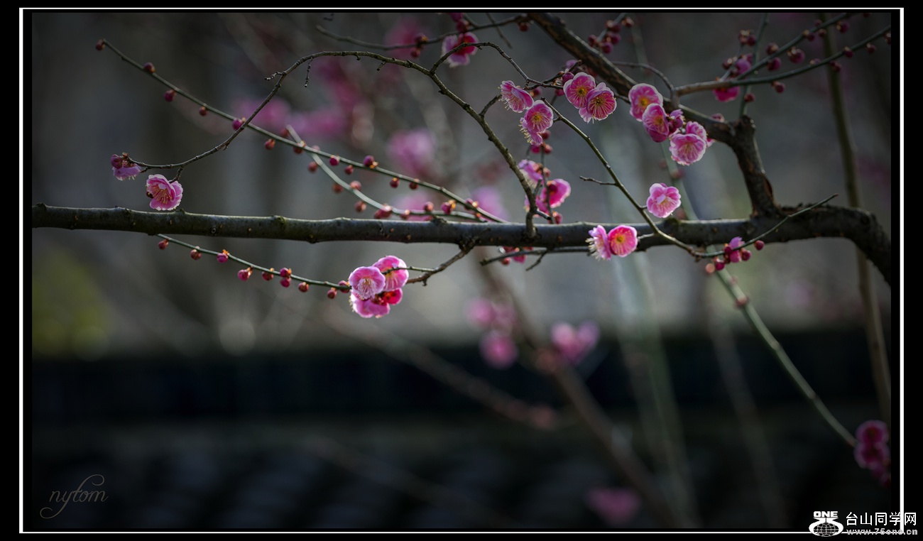 DSC_3950_.jpg