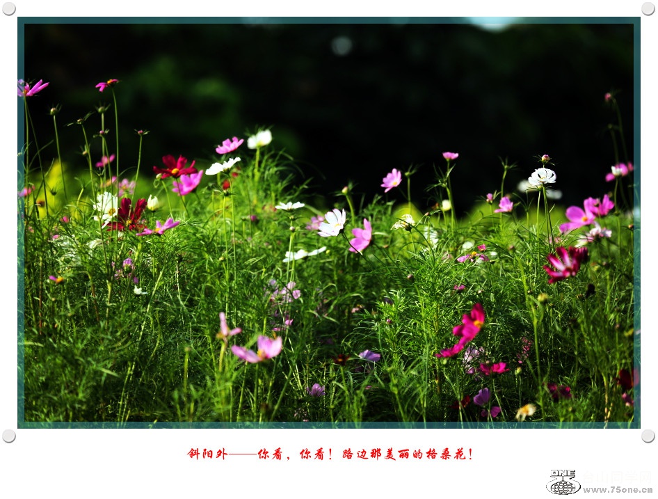 DPP_2017.5.290203_.jpg