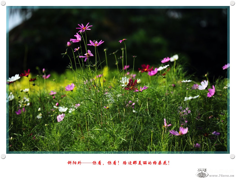 DPP_2017.5.290201_.jpg