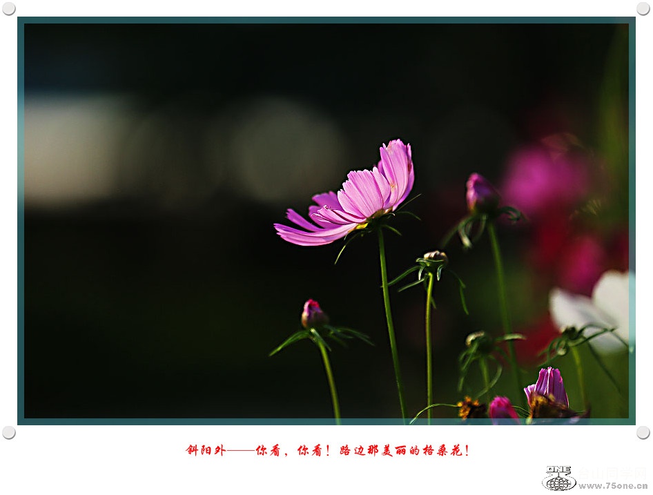 DPP_2017.5.290056_.jpg