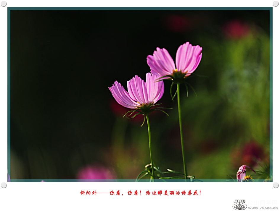 DPP_2017.5.290053_.jpg