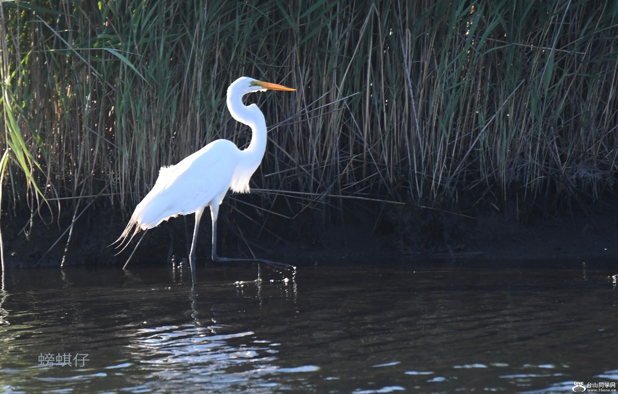 DSC_001238003.jpg