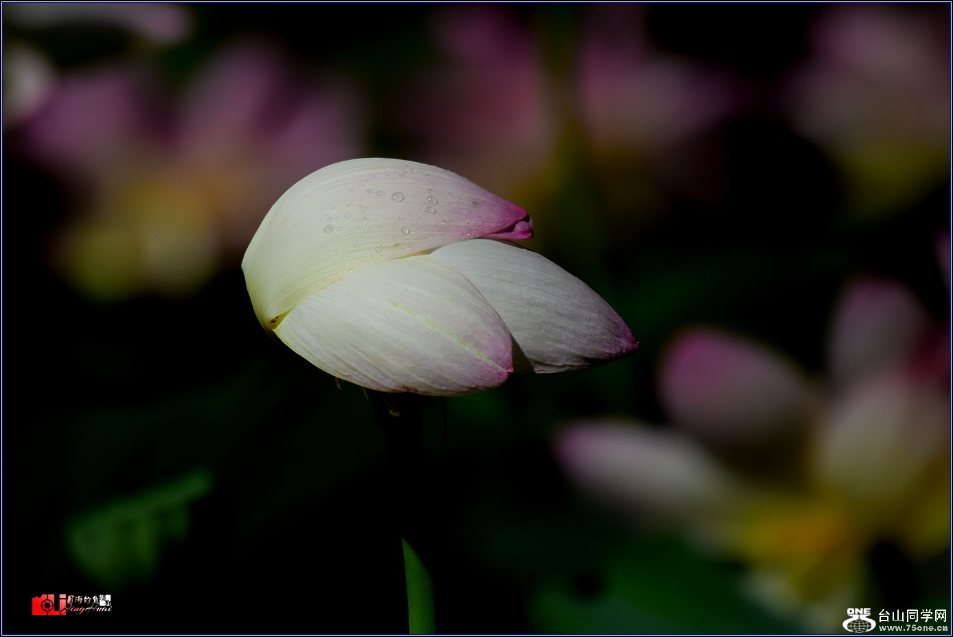 DSC_6501.jpg