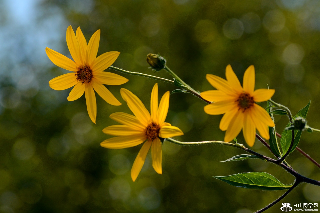 DSC_4696_22.jpg