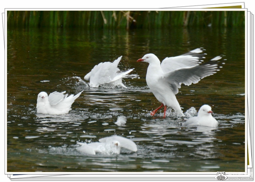 DSC_2097.jpg