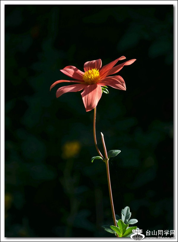 DSC_9517.jpg