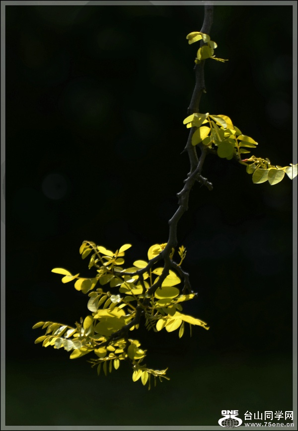 DSC_4366.jpg