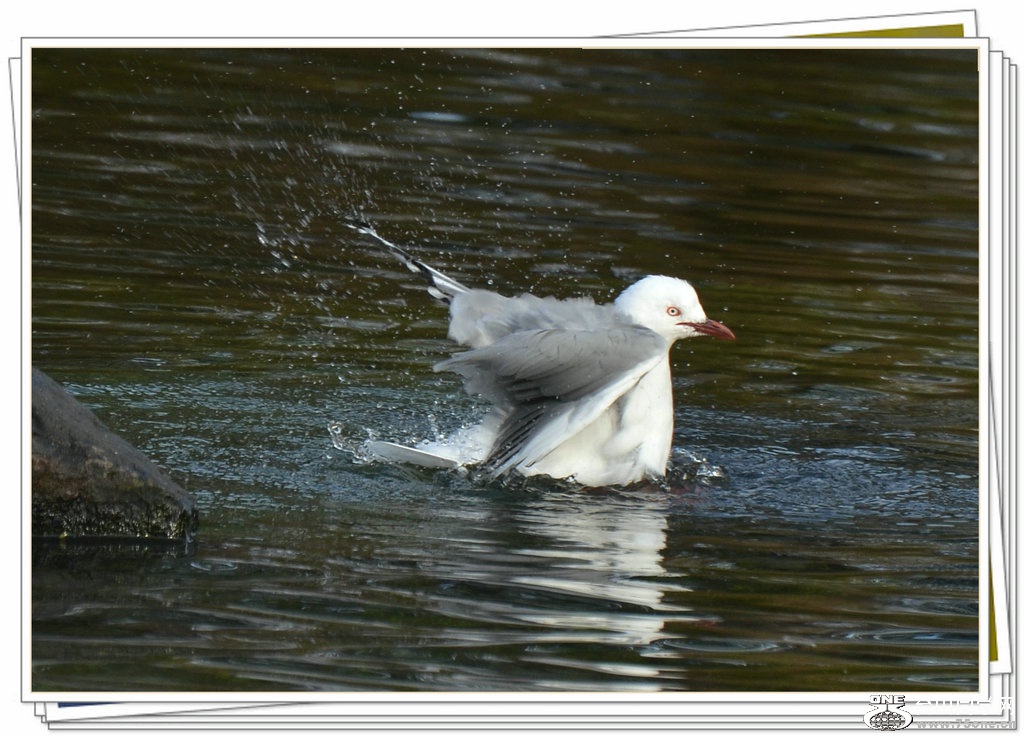DSC_1598.jpg