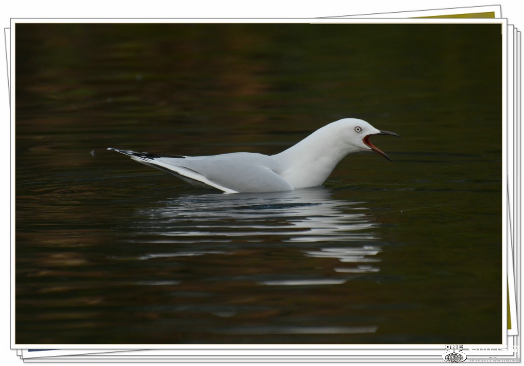 DSC_1325.jpg