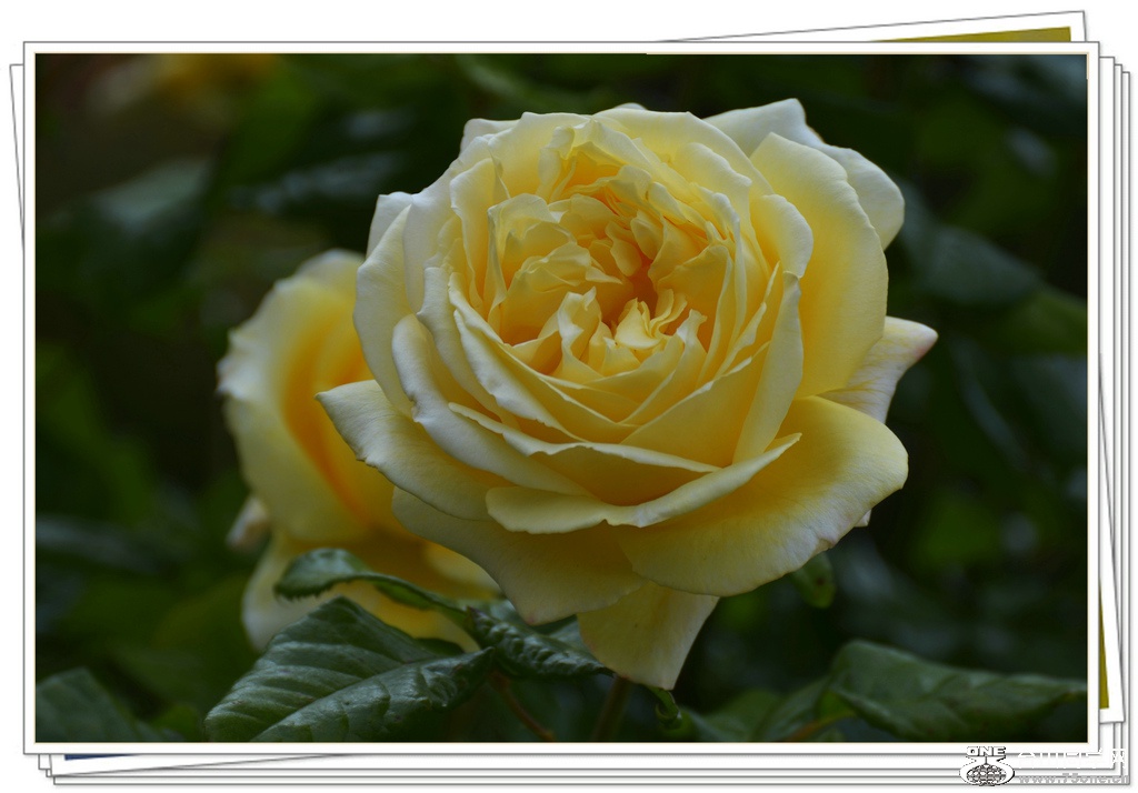 DSC_6317.jpg