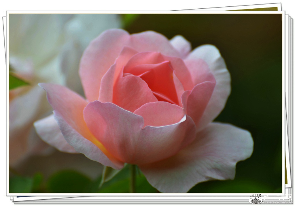 DSC_5551.jpg