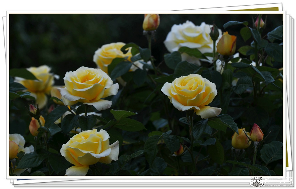 DSC_5352.jpg