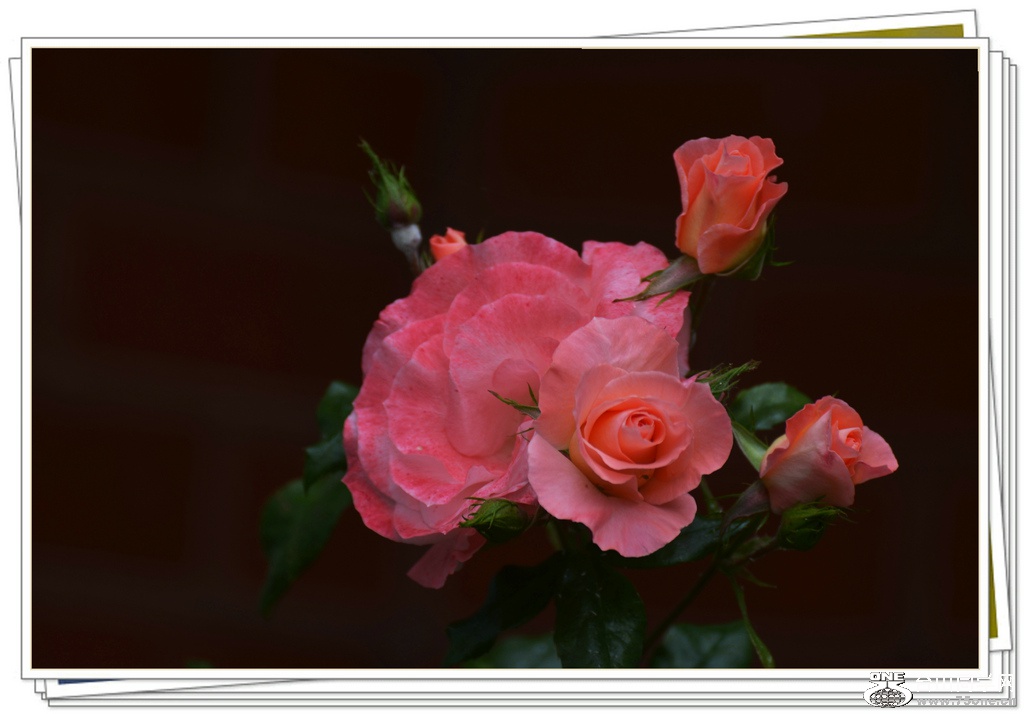 DSC_6182.jpg