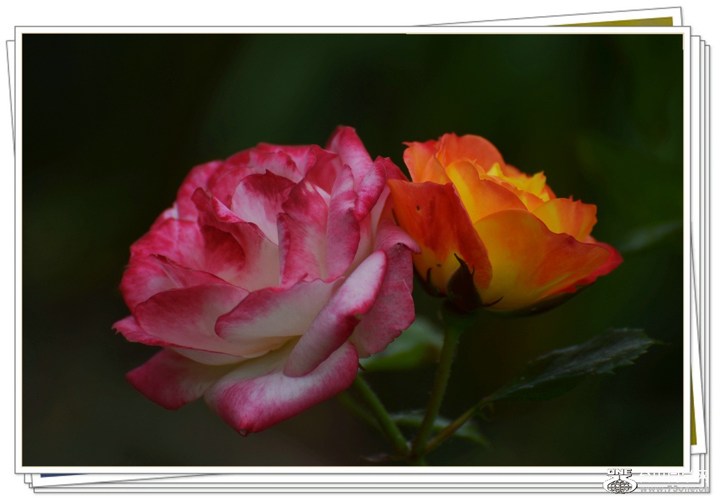 DSC_6266.jpg