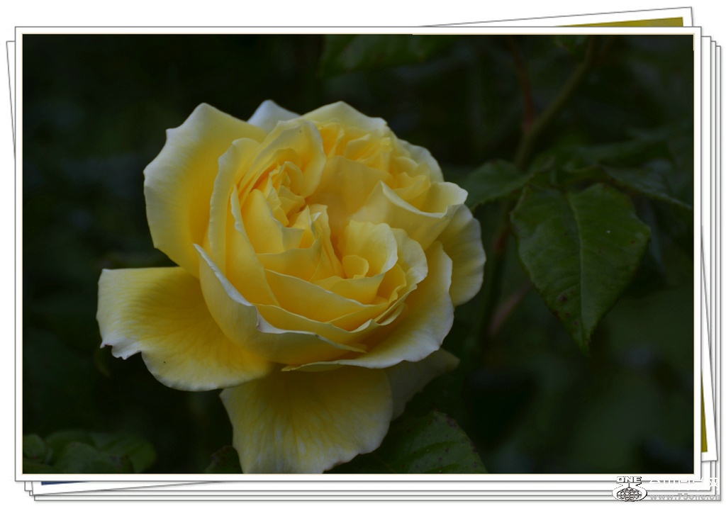 DSC_6323.jpg