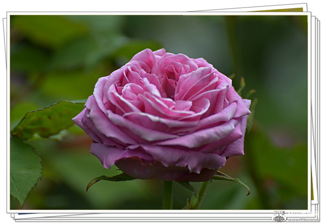 DSC_5553.jpg