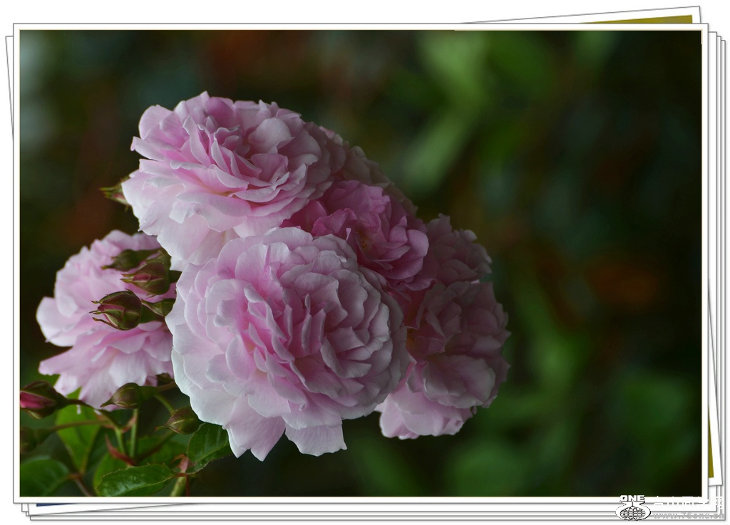 DSC_6179.jpg