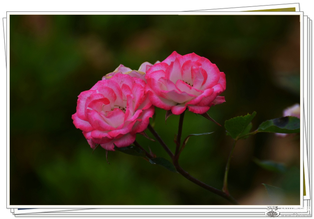 DSC_6237.jpg