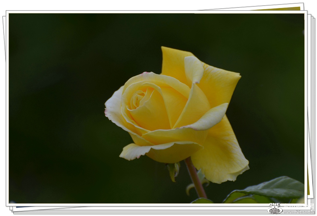 DSC_6325.jpg