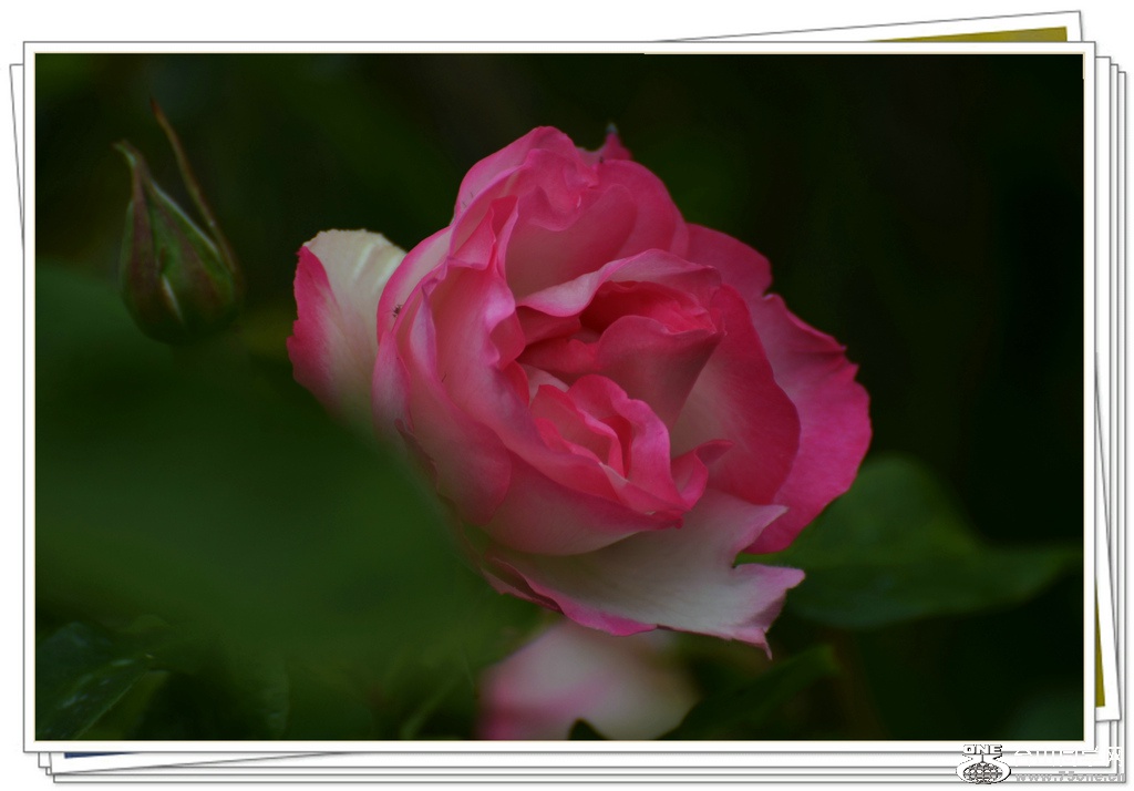 DSC_6456.jpg