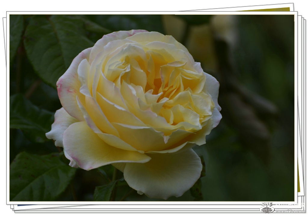 DSC_6322.jpg