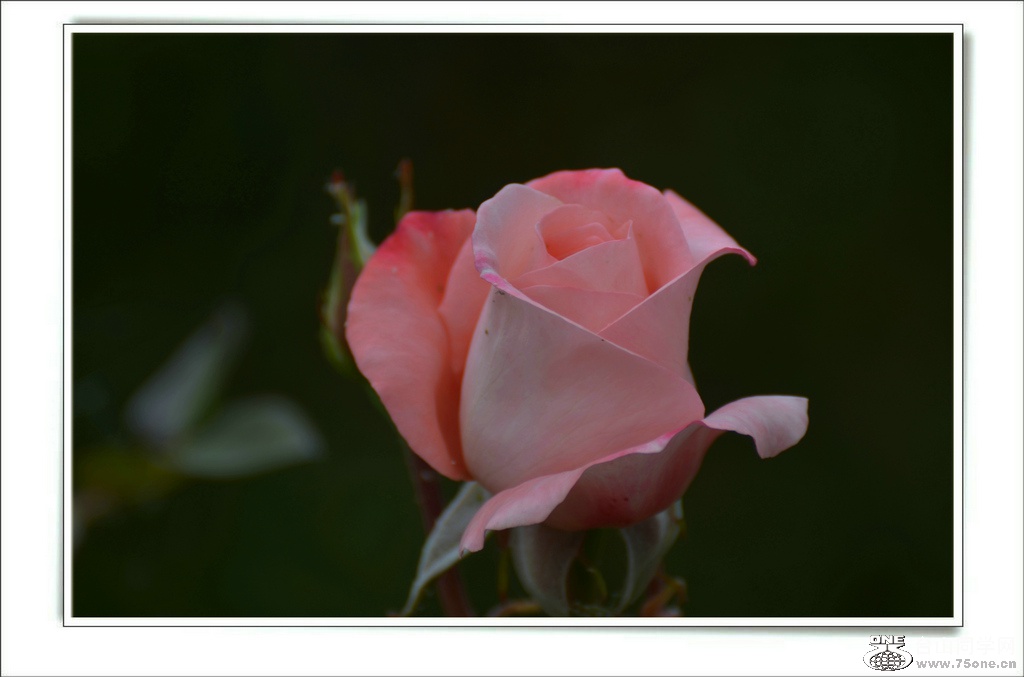 DSC_6506.jpg