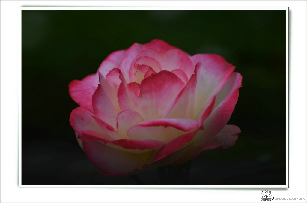 DSC_6584.jpg
