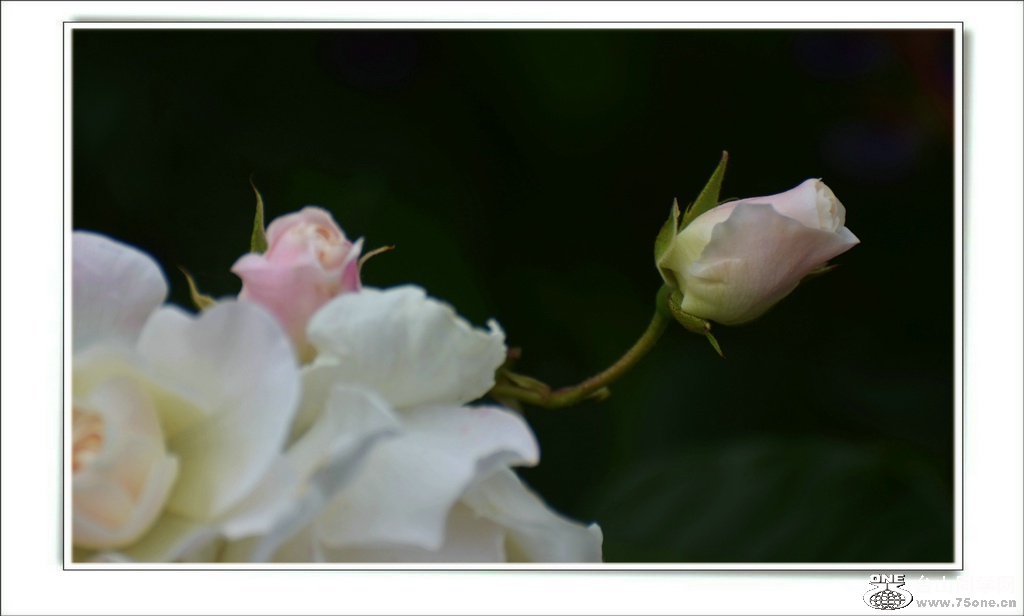 DSC_6493.jpg