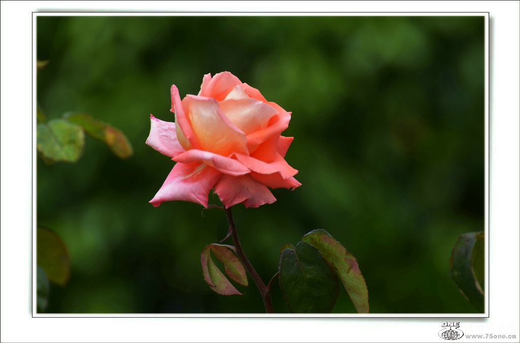 DSC_7022.jpg