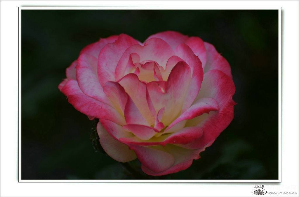 DSC_6586.jpg