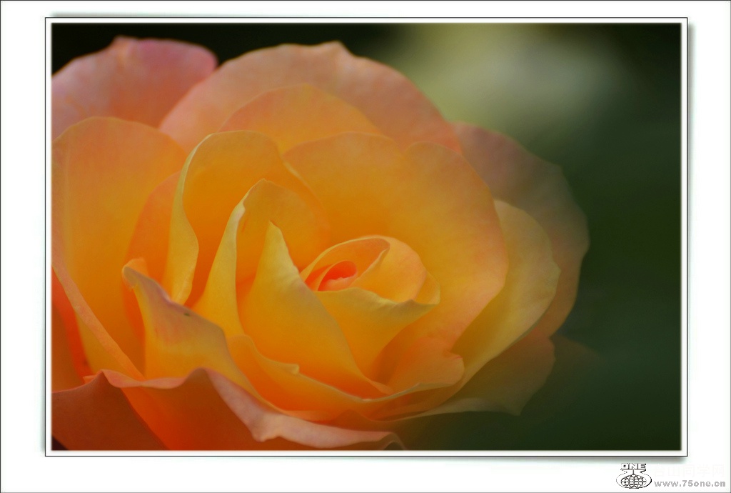 DSC_6599.jpg