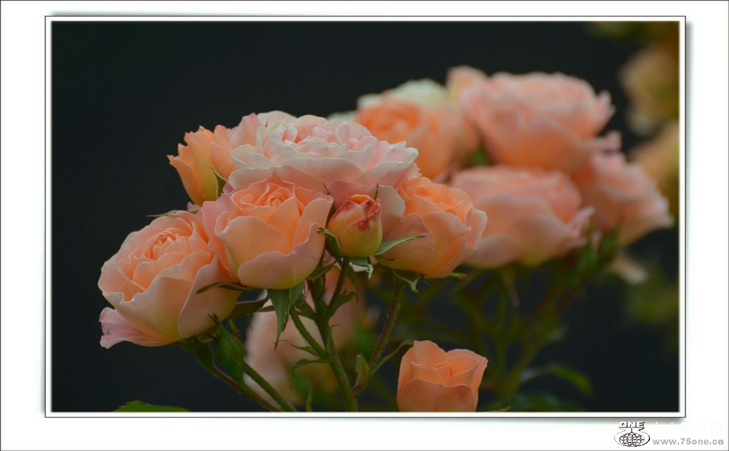 DSC_6535.jpg
