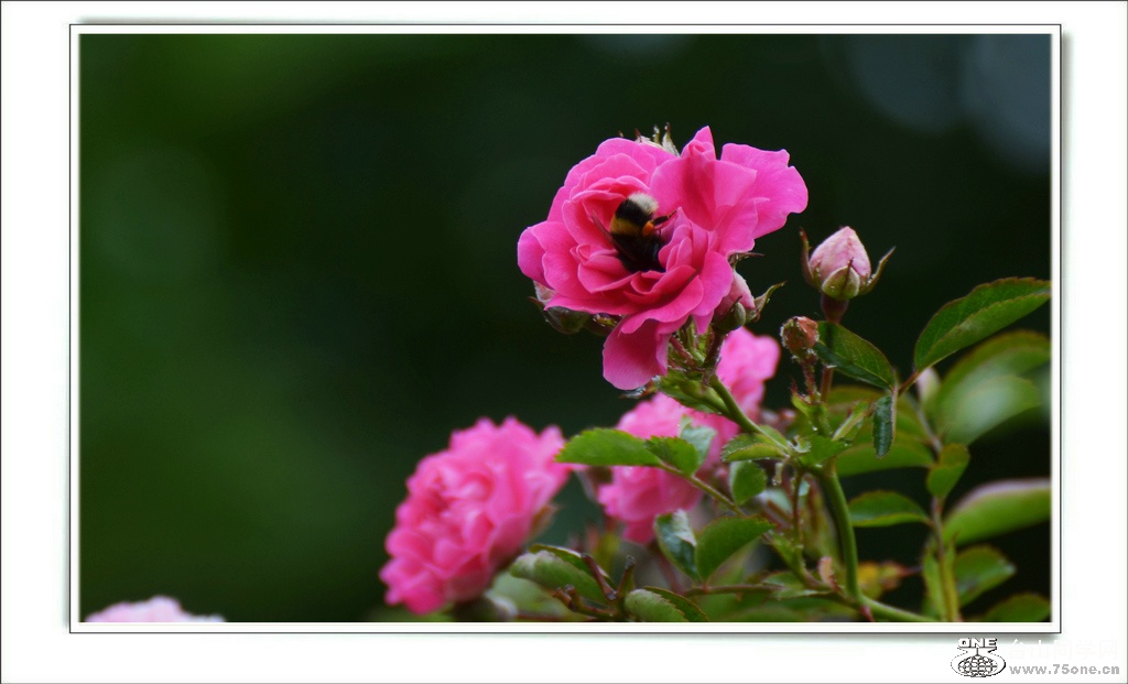 DSC_7225.jpg