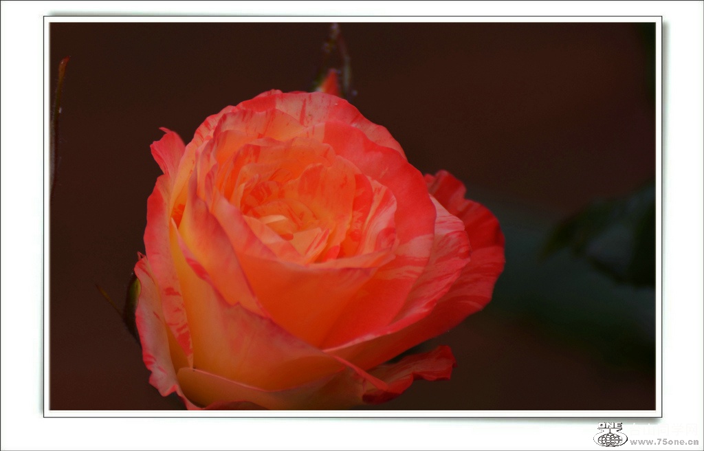 DSC_6594.jpg