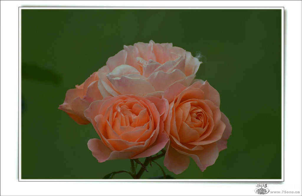 DSC_6521.jpg