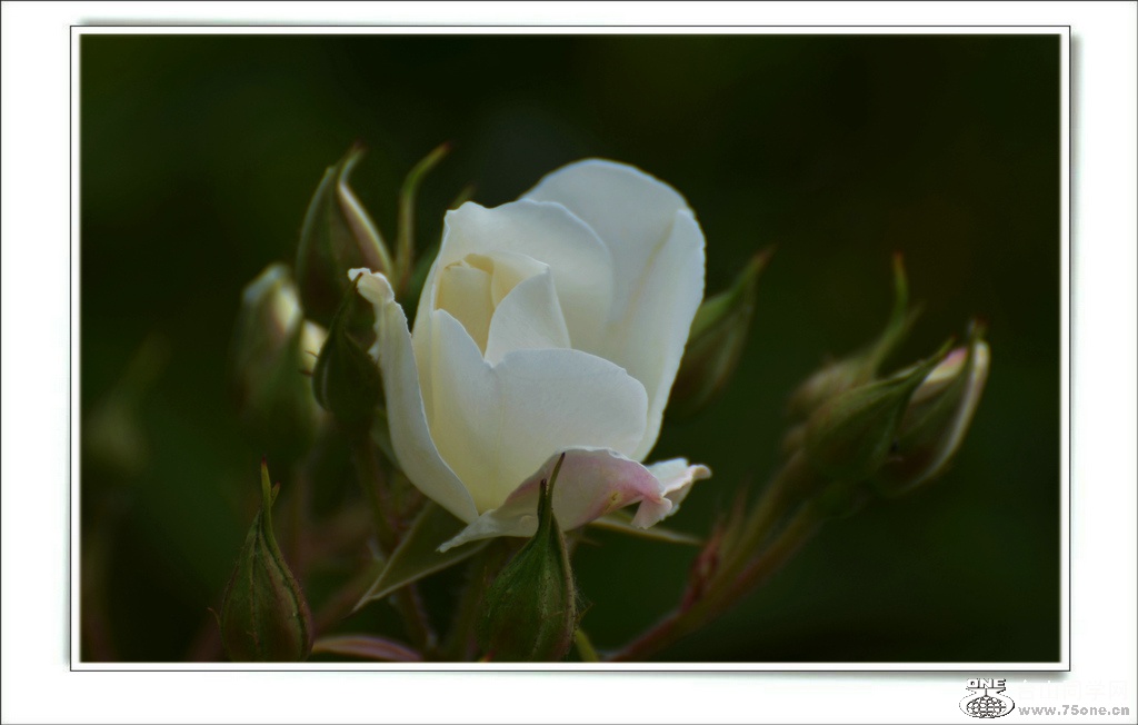 DSC_6491.jpg