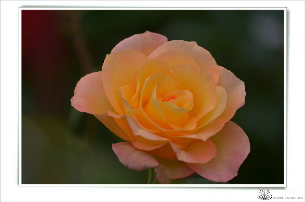 DSC_6595.jpg