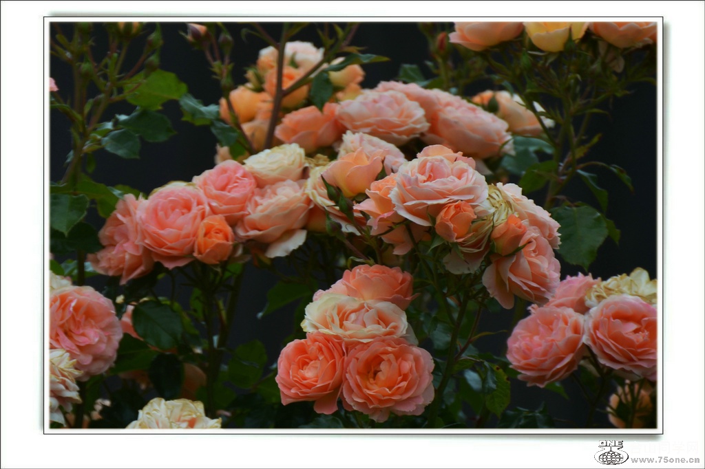 DSC_6545.jpg