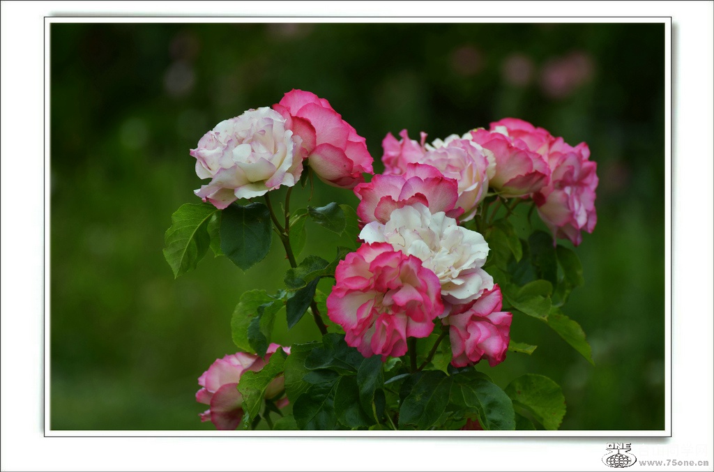 DSC_7164.jpg