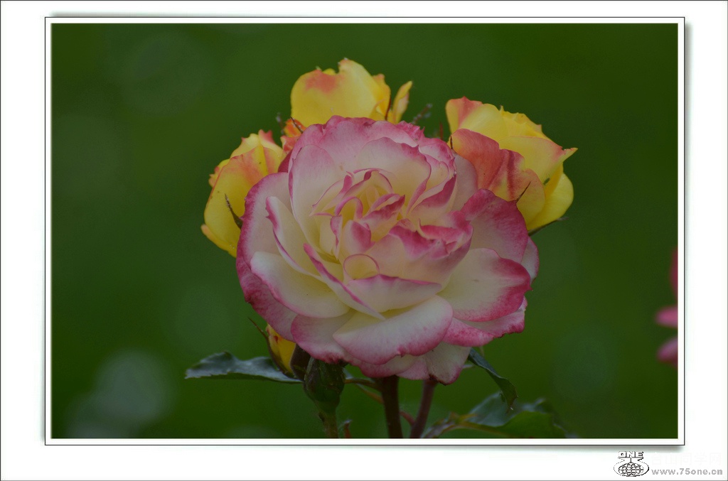 DSC_6579.jpg