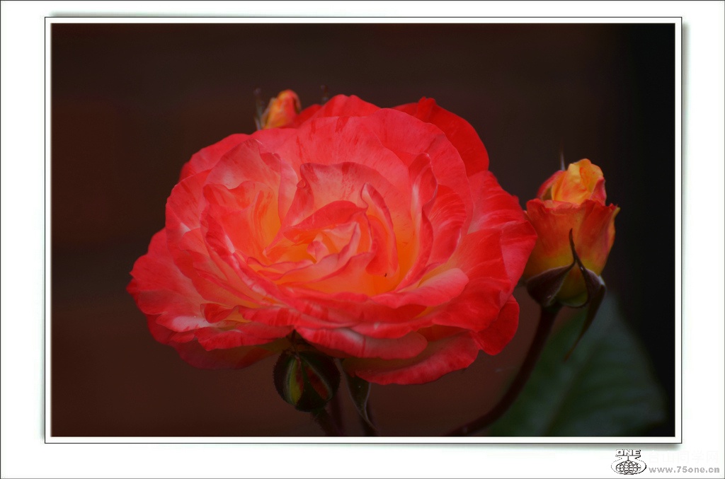 DSC_6593.jpg