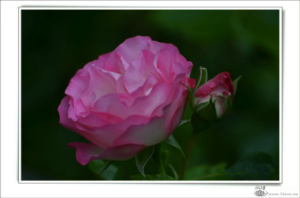 DSC_6467.jpg