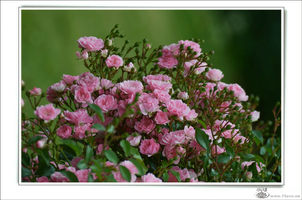 DSC_7789.jpg