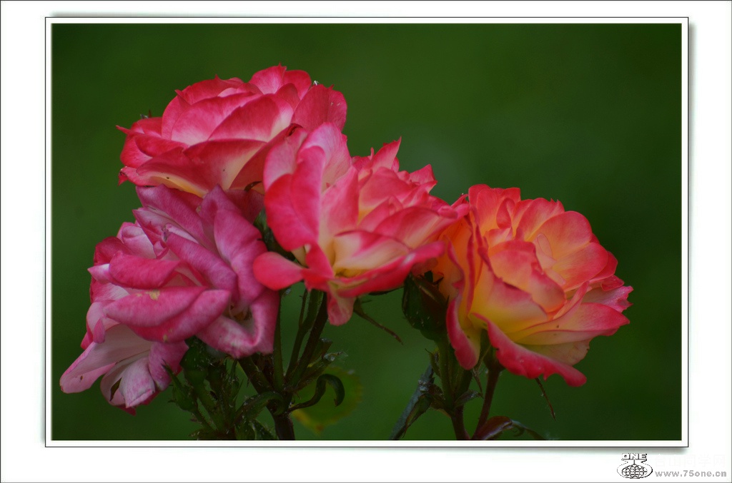 DSC_6582.jpg