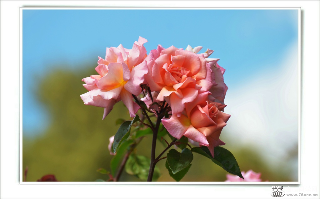 DSC_6996.jpg