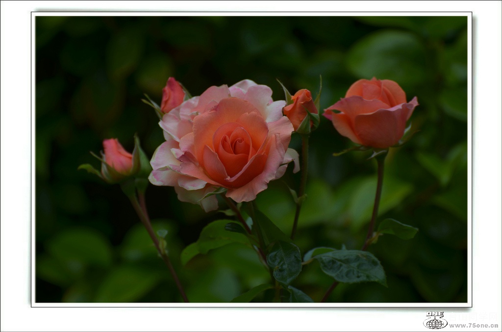 DSC_6469.jpg